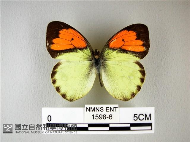 異粉蝶、雌白黃蝶藏品圖，第1張
