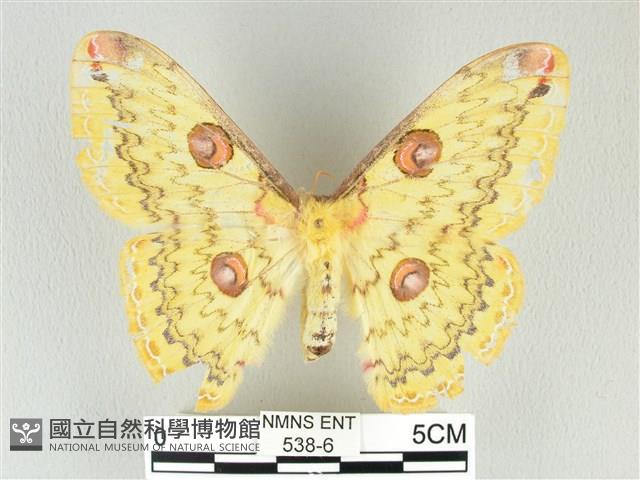黃豹天蠶蛾藏品圖，第1張