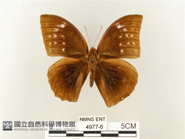 方環蝶藏品圖，第1張