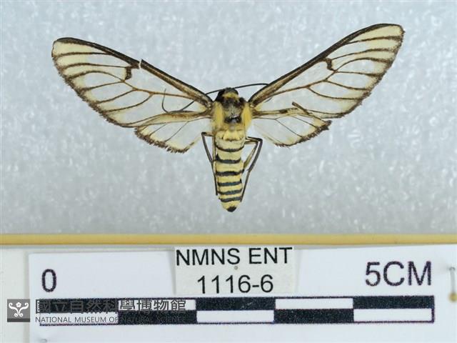 登錄號:001116-00006藏品圖，第1張