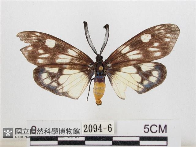 蓬萊茶斑蛾藏品圖，第1張