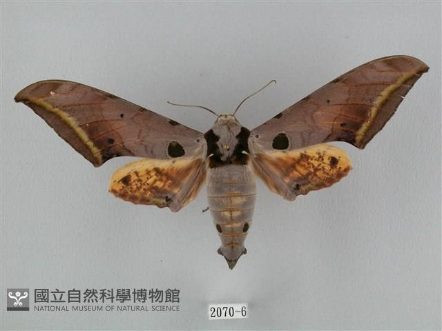 裂斑鷹翅天蛾藏品圖，第1張