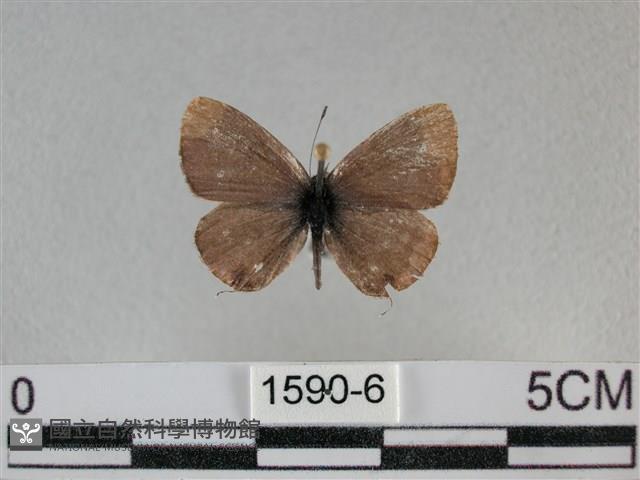 波灰蝶藏品圖，第1張