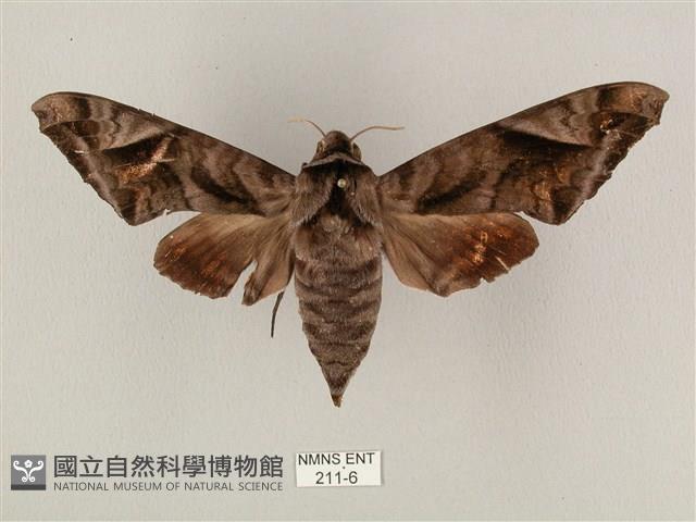 全緣缺角天蛾藏品圖，第1張