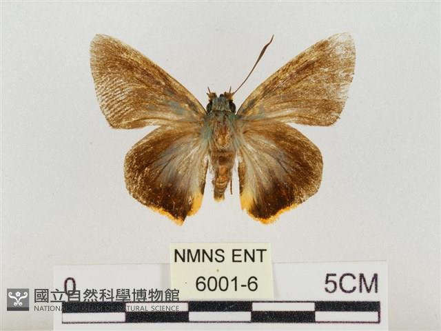 褐翅綠弄蝶藏品圖，第1張