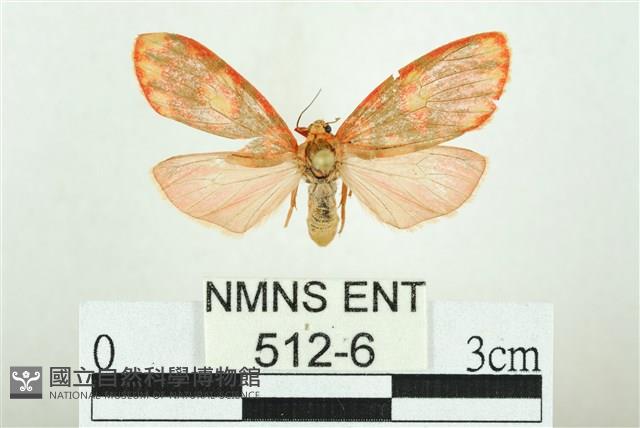 三色豔苔蛾藏品圖，第1張