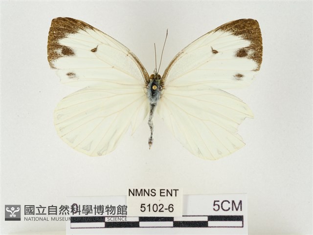 飛龍白粉蝶藏品圖，第1張