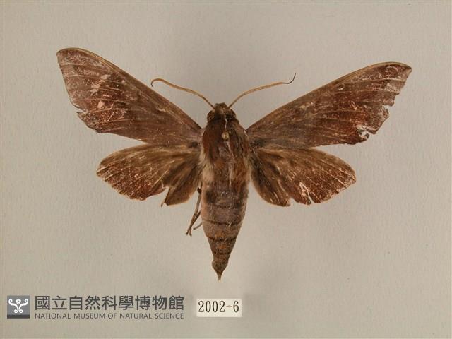 背中白天蛾藏品圖，第1張