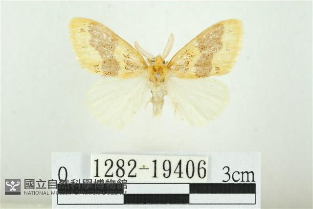 寬紋黃毒蛾藏品圖，第1張
