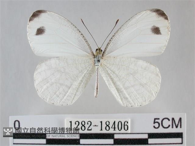 纖粉蝶藏品圖，第1張