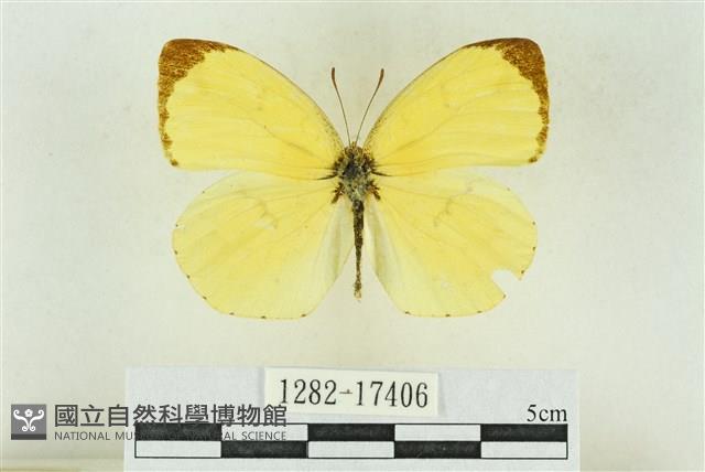 北黃蝶藏品圖，第1張