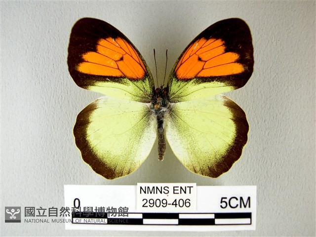 異粉蝶、雌白黃蝶藏品圖，第1張