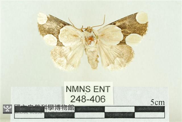 臺灣斑蕊夜蛾藏品圖，第1張