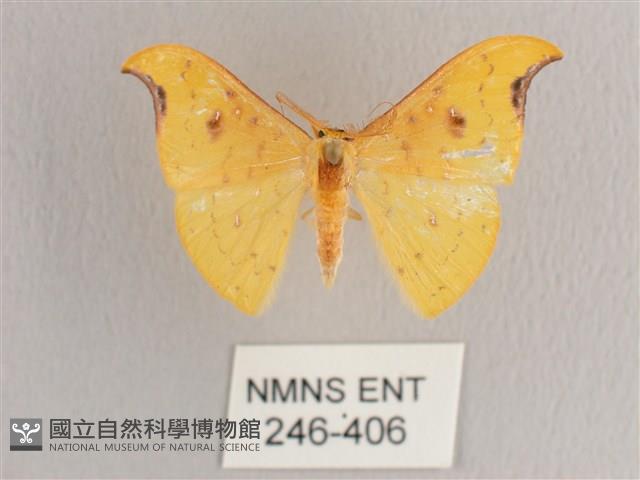 彎黑黃鉤蛾藏品圖，第1張