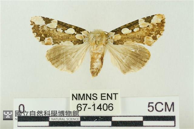 連珠波紋蛾藏品圖，第1張