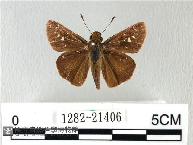 禾弄蝶藏品圖，第1張