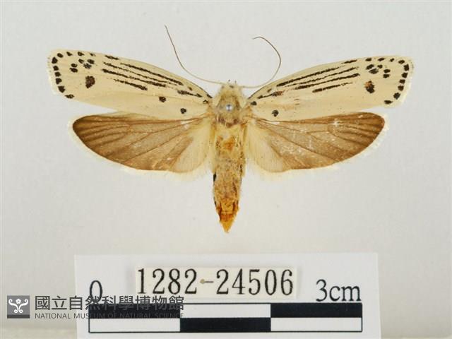 線紋篩蛾藏品圖，第1張