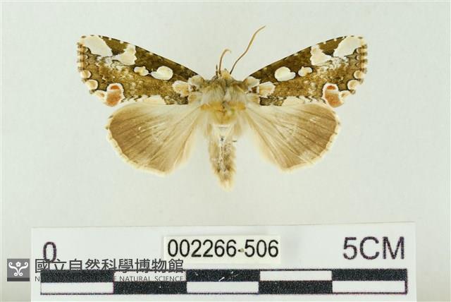 連珠波紋蛾藏品圖，第1張