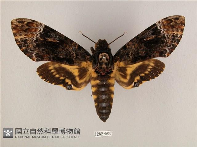 鬼臉天蛾藏品圖，第1張