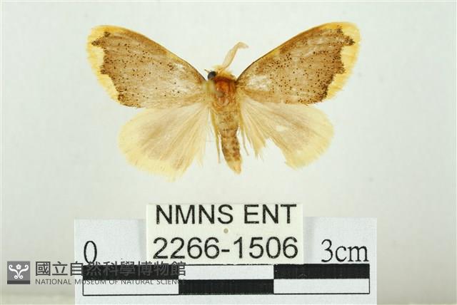 黑翅黃毒蛾藏品圖，第1張