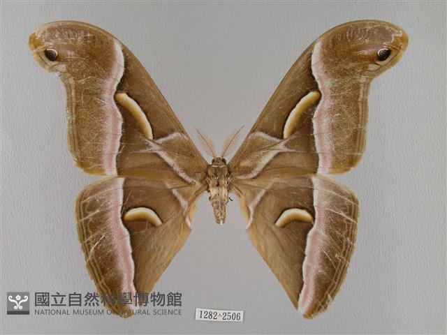 眉紋天蠶蛾藏品圖，第1張