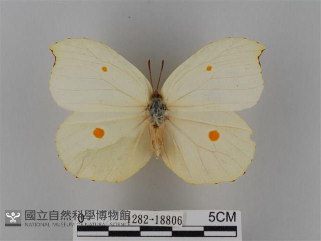 圓翅鉤粉蝶藏品圖，第1張