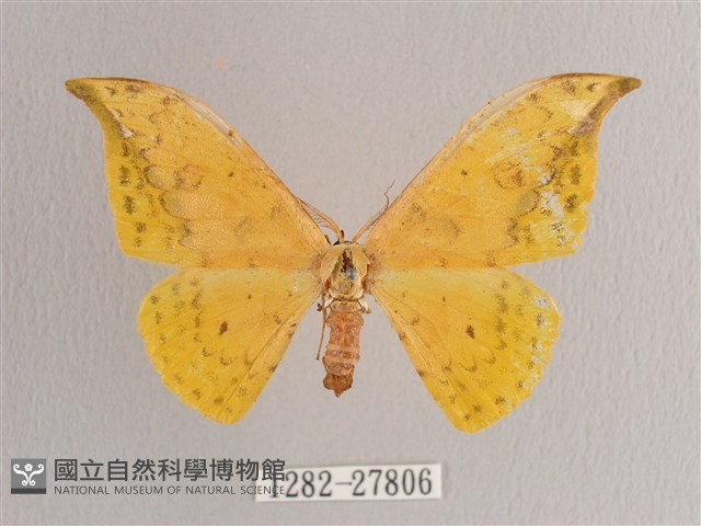 黃鉤蛾藏品圖，第1張