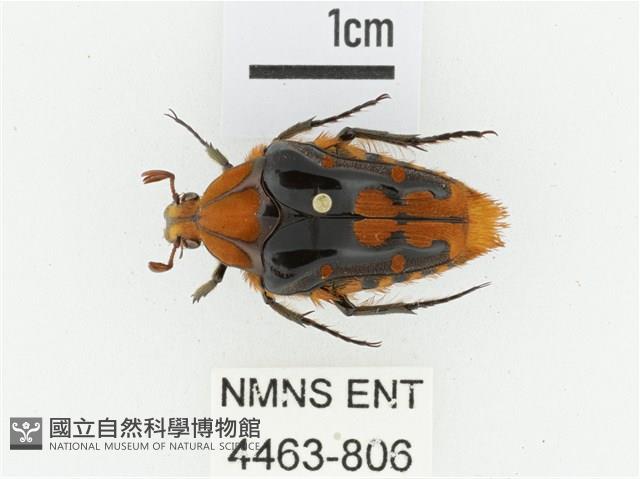 臺灣瘦花金龜藏品圖，第1張