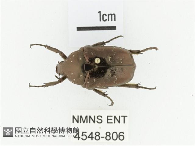 東方白點花金龜藏品圖，第1張