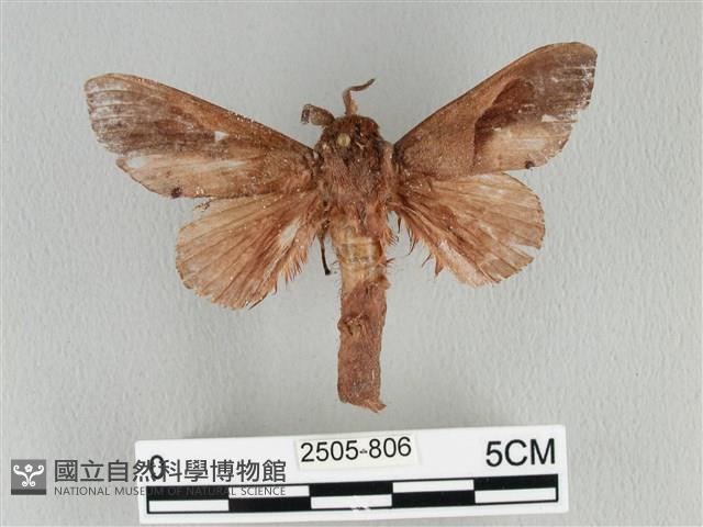 大褐斑枯葉蛾藏品圖，第1張