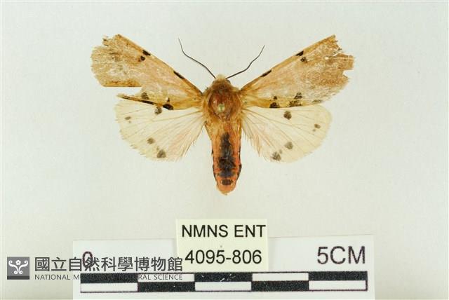 棍棒污燈蛾藏品圖，第1張