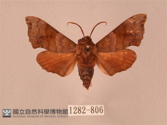 楓天蛾藏品圖，第1張