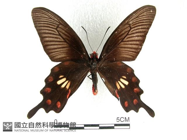 紅珠鳳蝶藏品圖，第1張