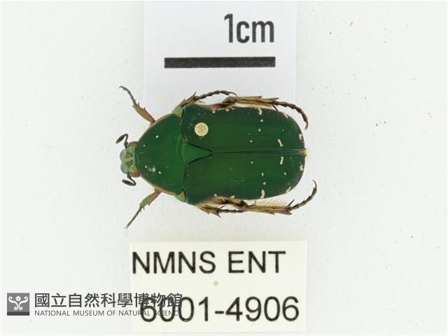 艷邊花金龜藏品圖，第1張