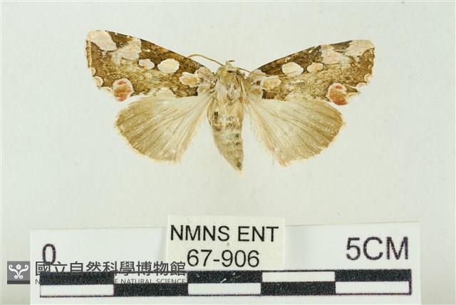 連珠波紋蛾藏品圖，第1張