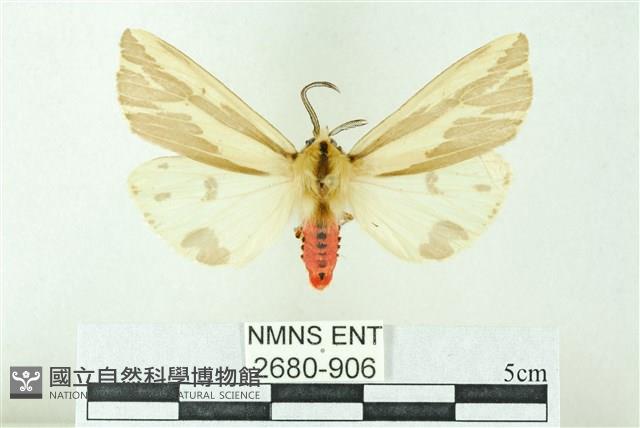 赭新污燈蛾藏品圖，第1張