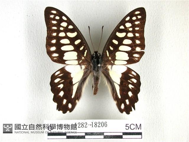 木蘭青鳳蝶藏品圖，第1張