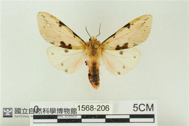 棍棒污燈蛾藏品圖，第1張