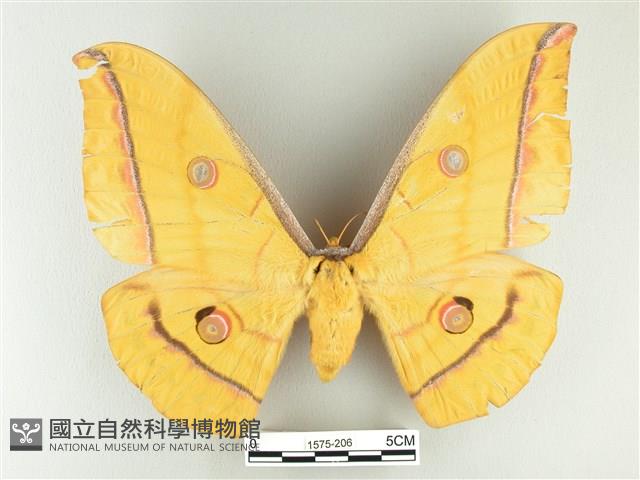 大透目天蠶蛾藏品圖，第1張
