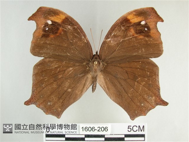 森林暮眼蝶、黑樹蔭蝶藏品圖，第1張