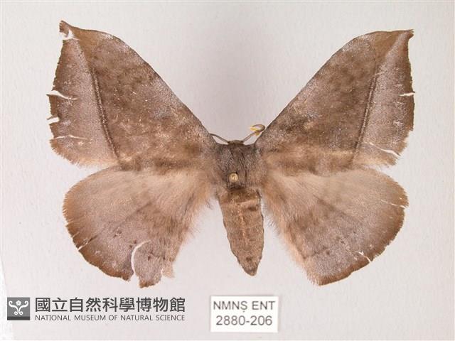 蓬萊灰紋帶蛾藏品圖，第1張