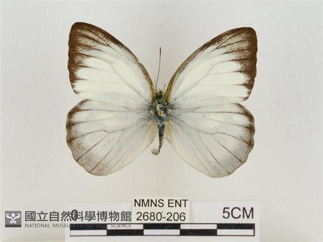 淡褐脈粉蝶藏品圖，第1張