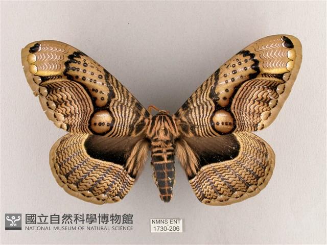 枯球籮紋蛾藏品圖，第1張