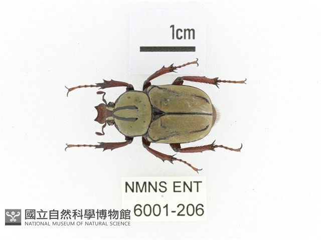 臺灣角金龜藏品圖，第1張