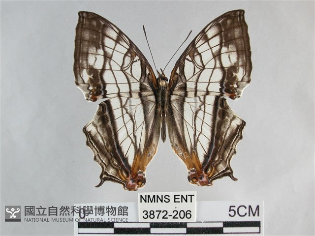 網絲蛺蝶、石牆蝶藏品圖，第1張