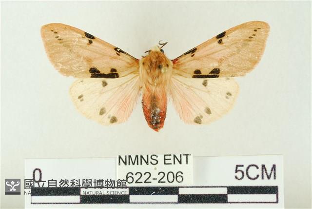 棍棒污燈蛾藏品圖，第1張