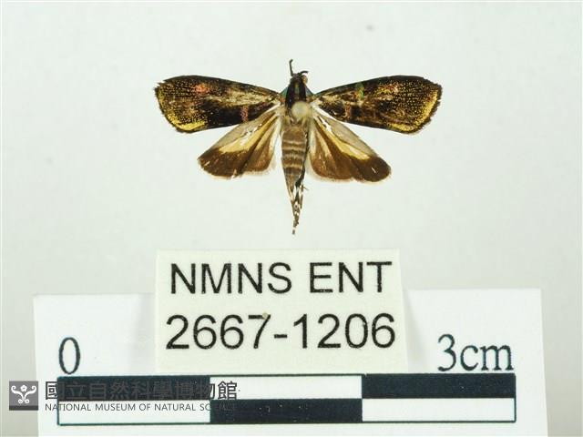 叉紋閃舞蛾藏品圖，第1張