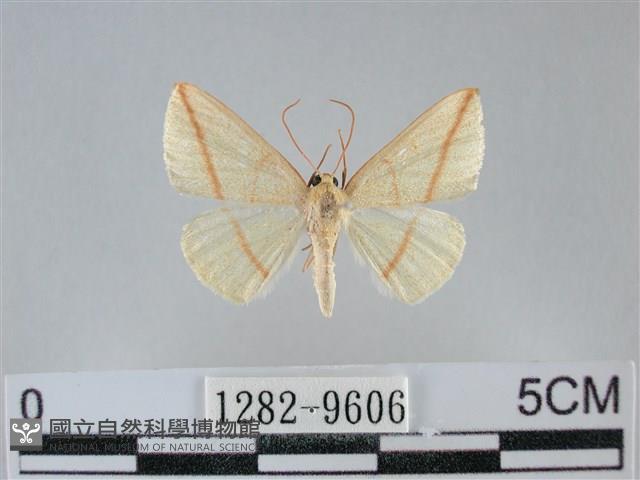 澄線尺蛾藏品圖，第1張