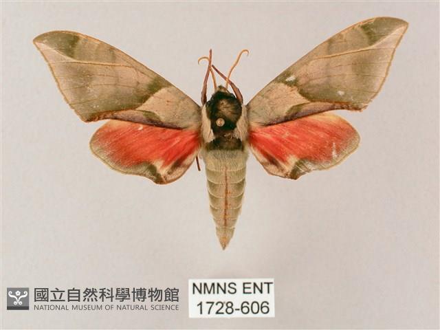 榆綠天蛾藏品圖，第1張