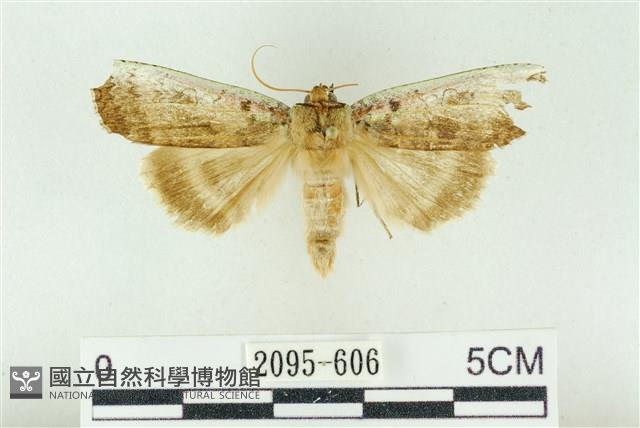 臺洒波紋蛾藏品圖，第1張